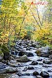 Brook in Upper Jay NY 2022